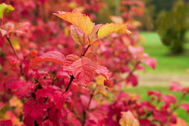 30 EUROPEAN CRANBERRY / SNOWBALL Tree Guelder Rose Viburnum Opulus Red Fruit White Flower Seeds